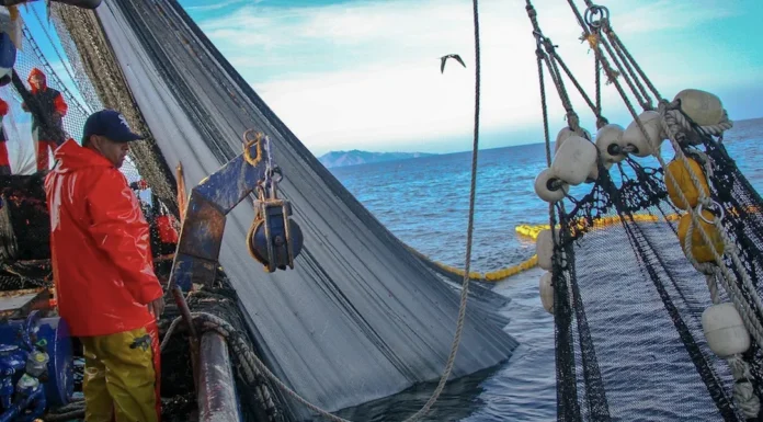 Industria sardinera de Sonora es una de las más sustentables