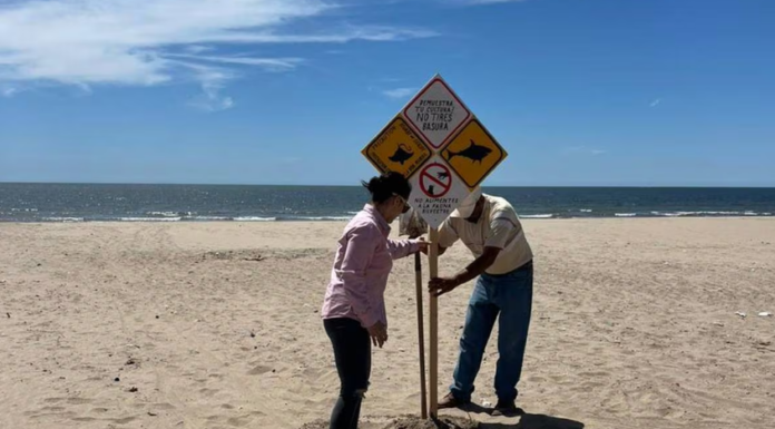 Avisan sobre posible presencia de tiburones en playas del Sur de Sonora