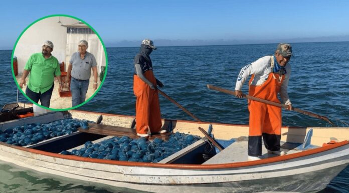 Auguran buena temporada de ‘aguamala’ en Guaymas-Empalme