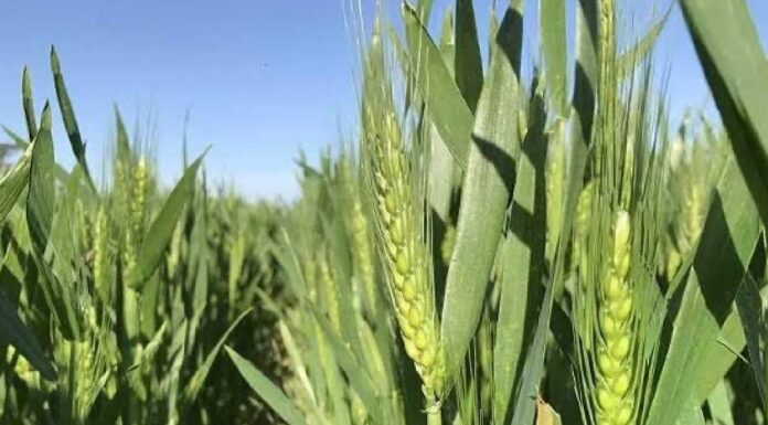 Monitorean cultivos de trigo en el Valle del Yaqui