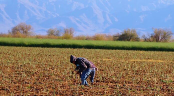 Avanza con buenas expectativas cosecha de espárrago 2024 en Sonora