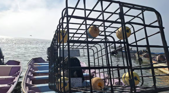 Con jaulas protectoras pescadores extraen más callo de hacha