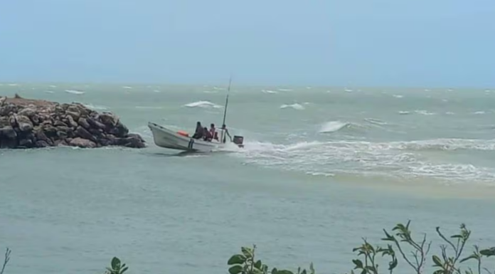 Este 20 de marzo inicia la veda del camarón