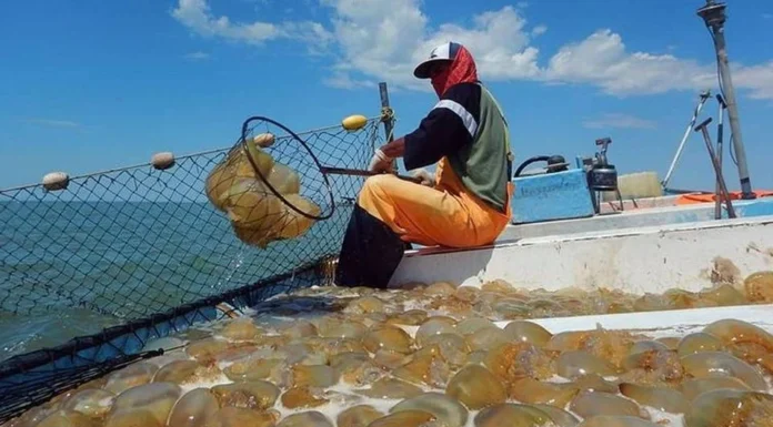 Pescadores iniciarán captura aguamala el próximo 13 de marzo en Guaymas y Empalme