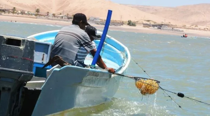 Captura de la aguamala podría iniciar este miércoles 13 de marzo; biólogo de Inapesca