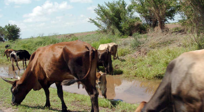 Sonora reporta precio récord carne de exportación