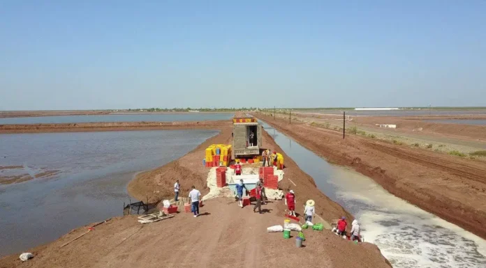 En Sonora buscan sembrar 25 mil hectáreas de camarón