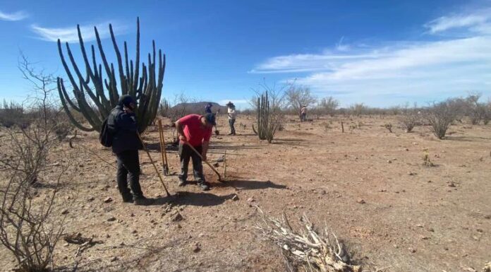 Eco Jóvenes en Acción por Sonora reforestarán desierto en territorio Yaqui