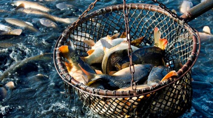 Lidera estado en sanidad e inocuidad acuícola