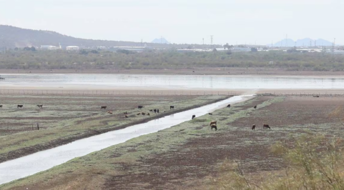 Darán crédito a productores de Sonora para enfrentar la sequía