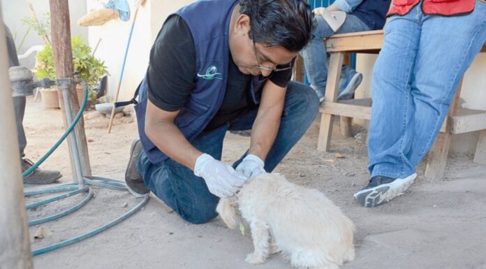 Sonora registra un incremento del 26% en los casos de rickettsia