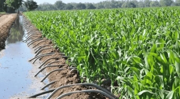 Productores del sur de Sonora optimizan riego para sus cultivos