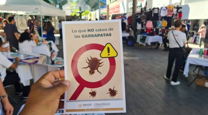 Rickettsia: Sigue Sonora a la cabeza en casos, van 4 defunciones en lo que va del 2024