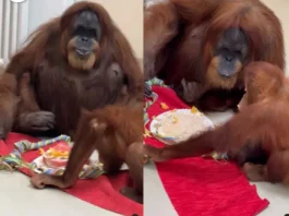Señora orangután más vieja del mundo celebra su cumpleaños número 63
