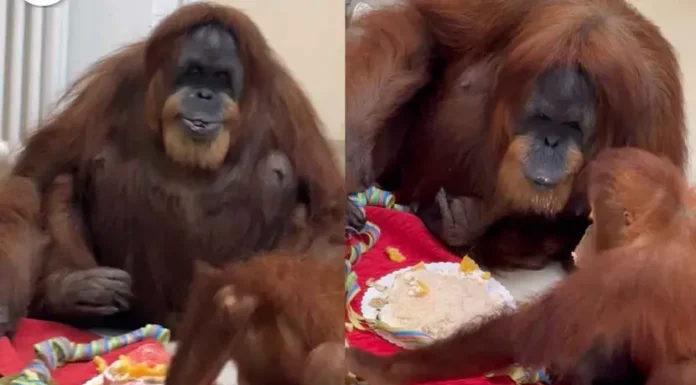 Señora orangután más vieja del mundo celebra su cumpleaños número 63