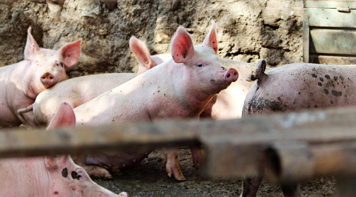 Sonora tiene el segundo lugar nacional en producción de carne de cerdo