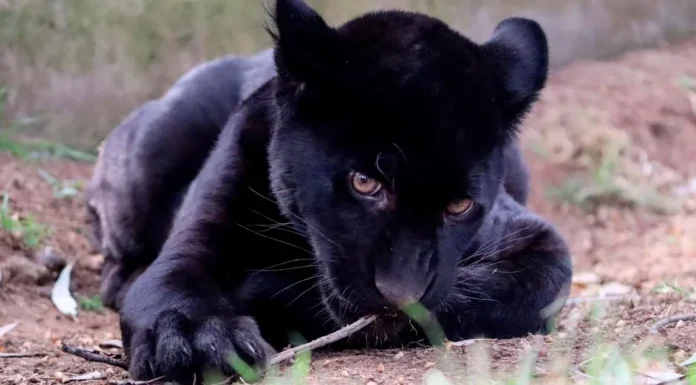Muere jaguar enferma por agua contaminada en Zoológico de Morelia