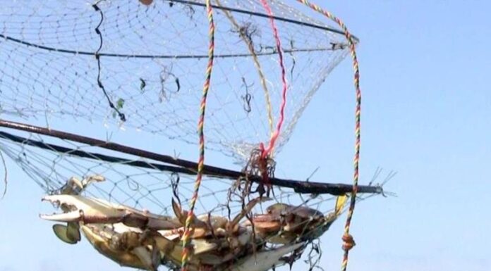 Captura de jaiba sin despuntar en Yavaros