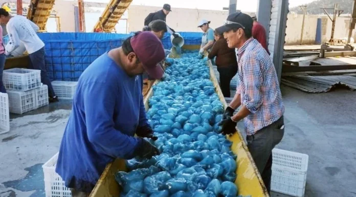 Temporada de aguamala suma 8 mil toneladas del producto en Guaymas y Empalme