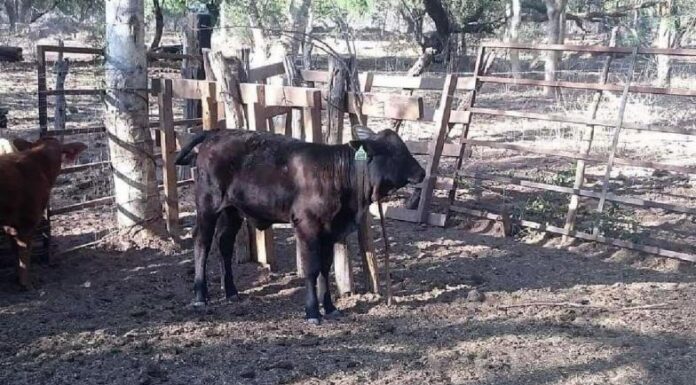 Ganaderos en crisis claman por apoyos