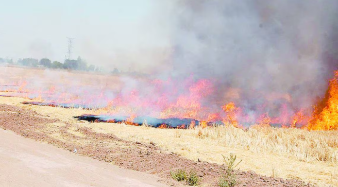 Quema de gavilla afecta a bomberos