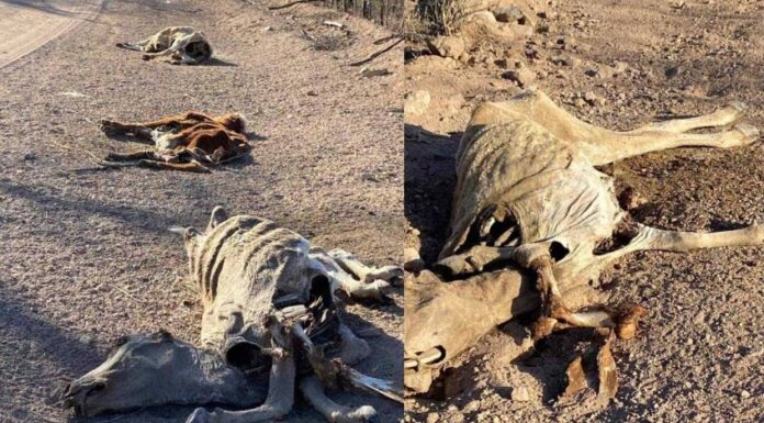 Claman ganaderos de Álamos apoyos ante mortandad