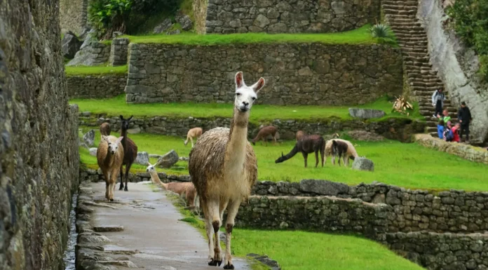 Perú revoca la visa obligatoria para mexicanos