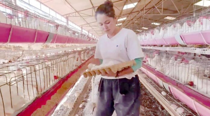 México está totalmente libre de influenza aviar; logro con impacto en Sonora