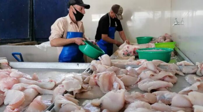 Muestran pescaderías de Obregón 60% más ventas por Semana Santa
