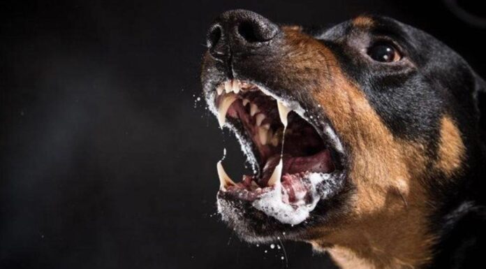 Reportan casos de rabia en lo que va del año en México; hay uno en Sonora