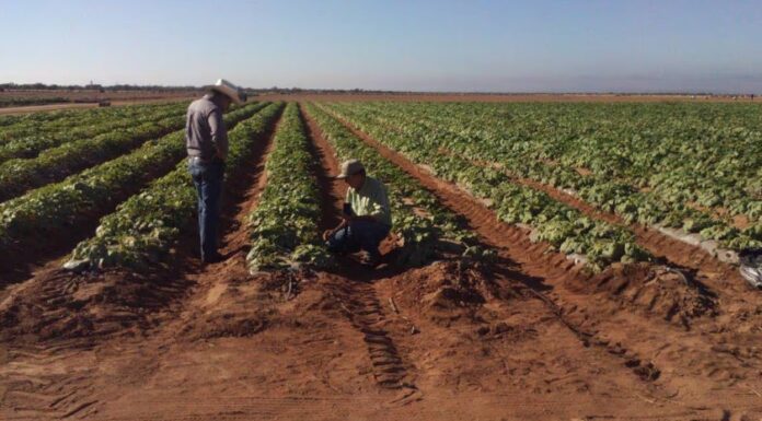 Sector agropecuario impulsa el empleo en Sonora en marzo