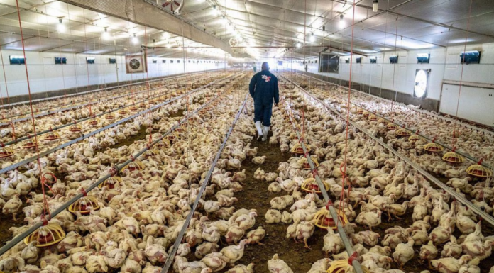 OMS pide vigilar de cerca transmisión de la gripe aviar H5N1 a humanos; «es una enorme preocupación»