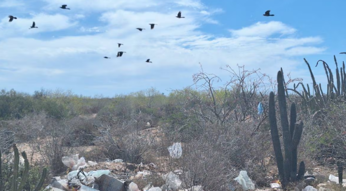 Inspecciona Profepa reserva de pitayales de Moroncarit
