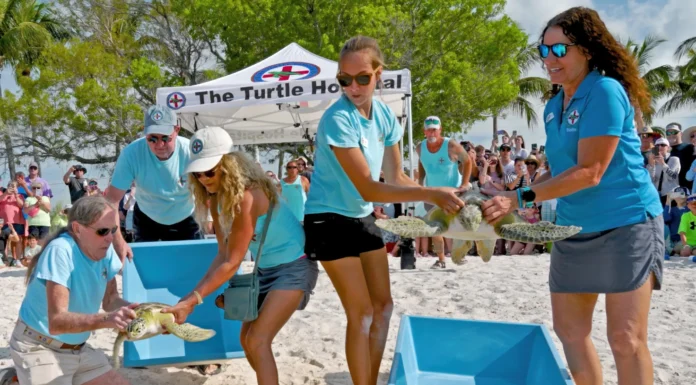 Liberan a dos tortugas marinas verdes en los Cayos de Florida