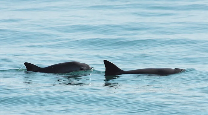 México hará un conteo de la vaquita marina en el golfo de California