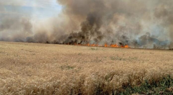Se quema el trigo
