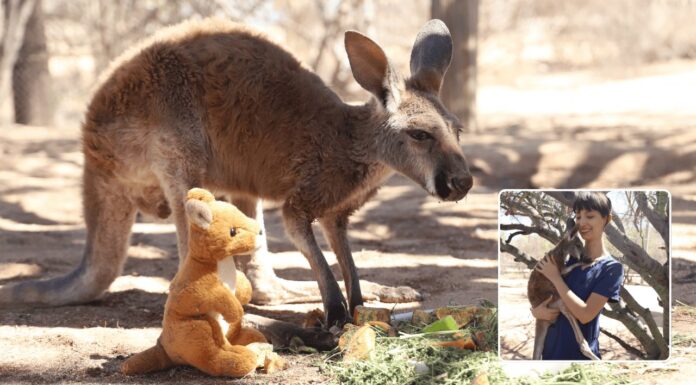 ‘Cepillín’ recibe ayuda especial en el Centro Ecológico de Sonora