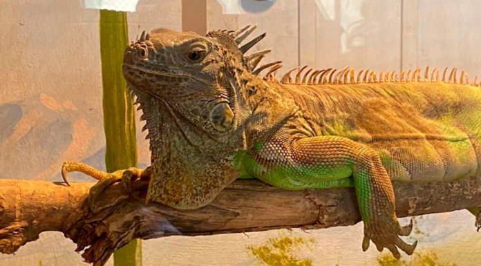 Llama Centro Ecológico de Sonora a ser responsables con mascotas exóticas y sus cuidados