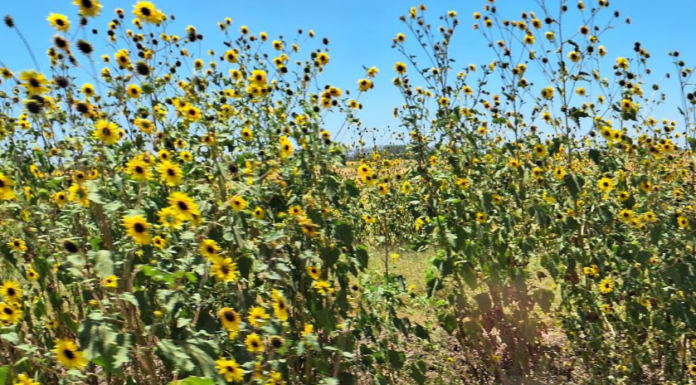Es girasol silvestre, una plaga para cultivos de la región