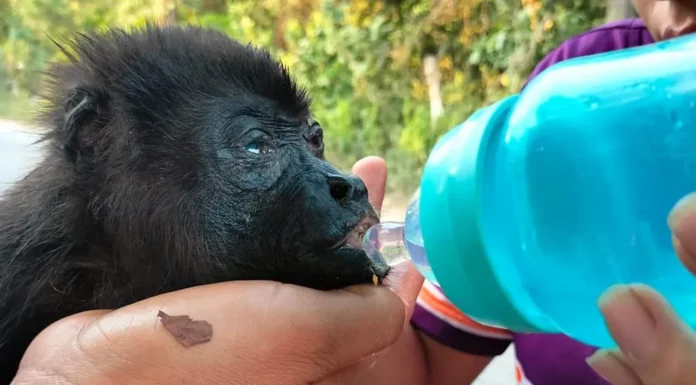 Suman más de 100 monos aulladores muertos en Comalcalco por el calor
