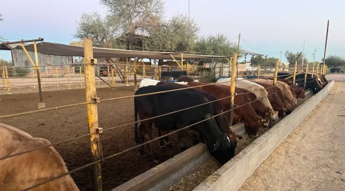 Priorizan a sur de Sonora en programas ganaderos