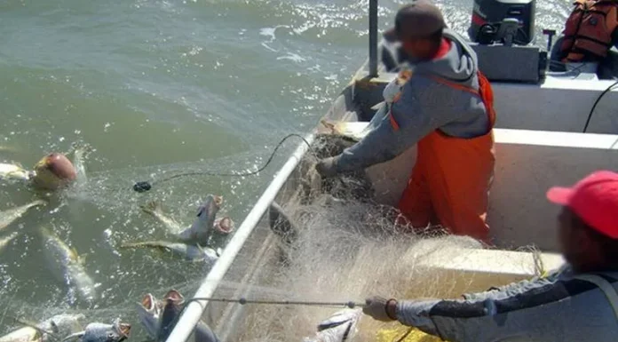 Comenzó la veda de curvina golfina