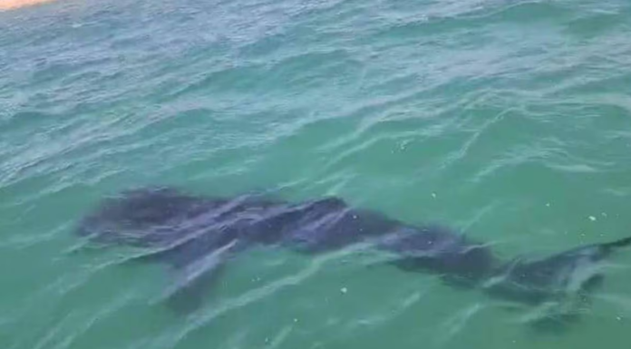 Hay alrededor de 10 tiburones ballena en Kino