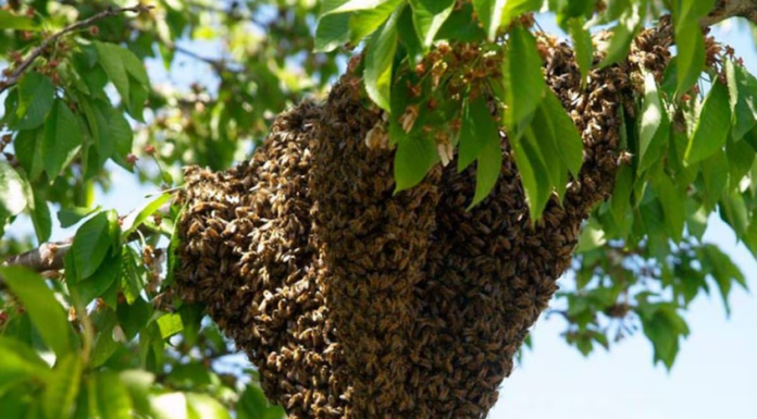 Reciben Bomberos de Cajeme hasta 30 llamadas al día por abejas
