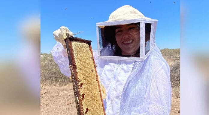 Apicultores aseguran que los apiarios se redujeron en un 50% debido a la sequía en Sonora