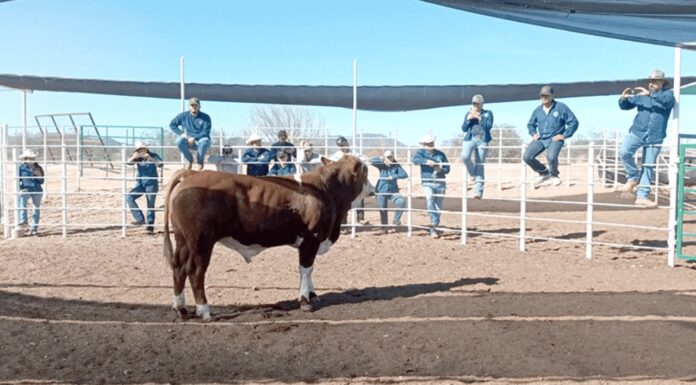 Egresa primera generación de Especialidad en Actividades Pecuarias de la UGRS