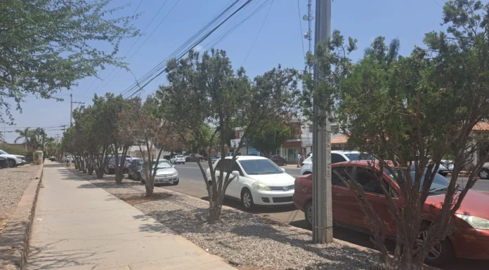 Avanza 10% censo de árboles en Cajeme