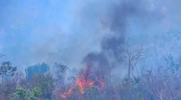 Conafor reporta 106 incendios forestales activos en 22 estados