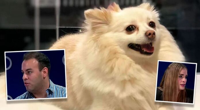 La perrita ‘Channel’ murió por golpe producido por caída, señala necropsia hecha en Hermosillo