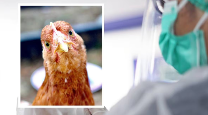 ¿Cuáles son los síntomas de la gripe aviar en humanos? En México se tuvo la primera la muerte en el mundo